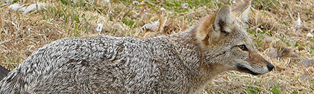 Patagonian fox Falkland Islands Weddell